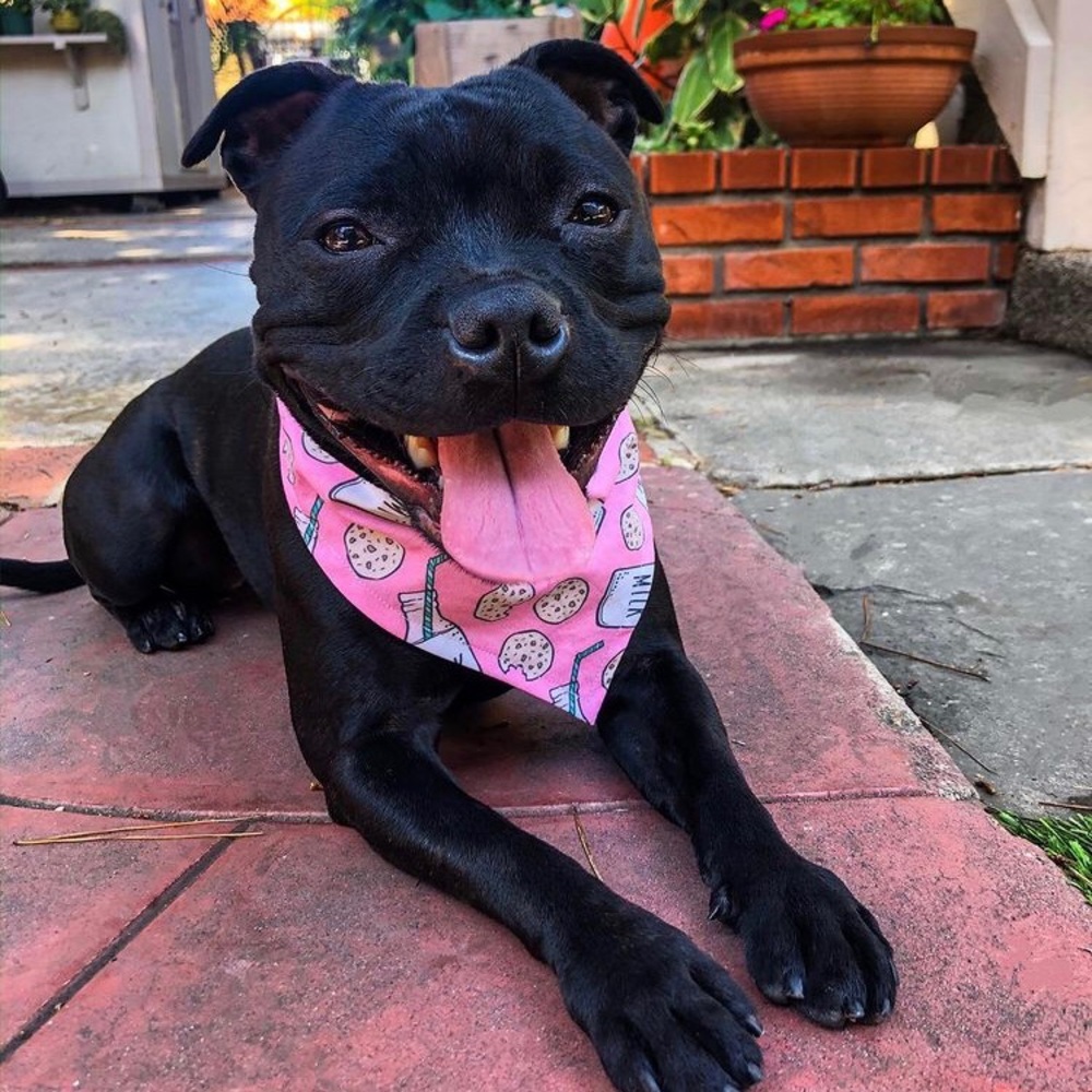 Cute Dog Bandana Milk & Cookies